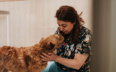 Los beneficios de la dieta natural en perros y gatos: bienestar desde el plato