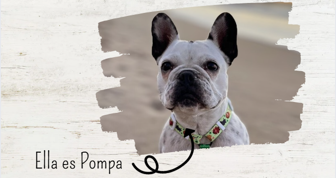 ¿Desparasitas cada tres meses?