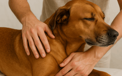 Osteopatía, el arte manual del equilibrio